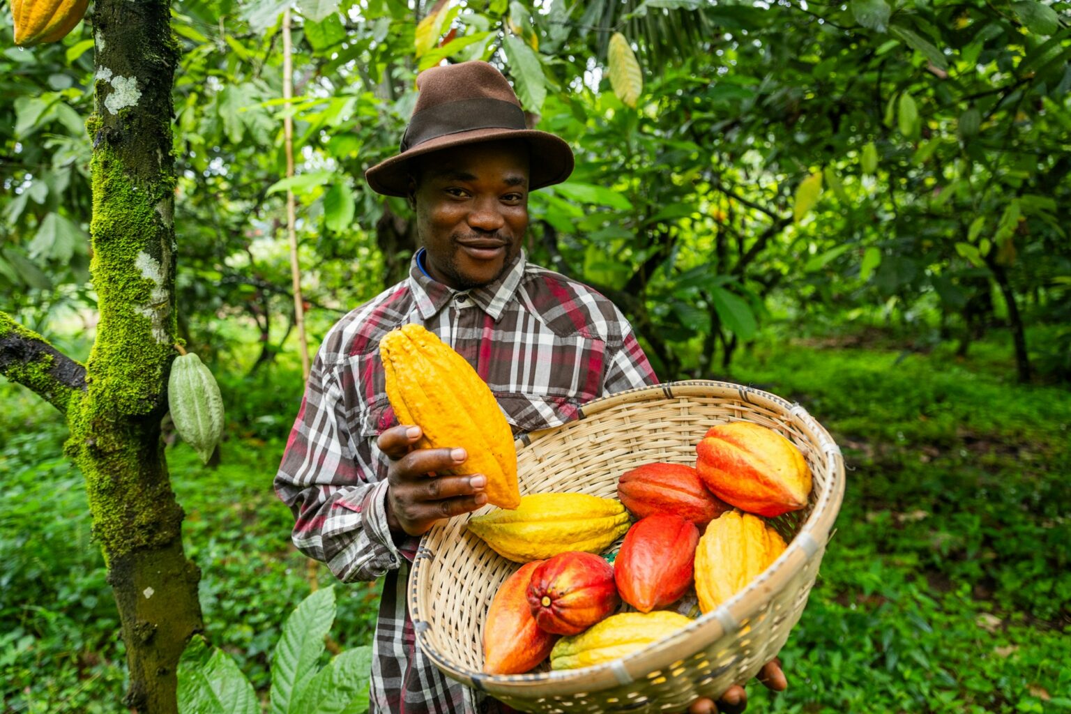 A smiling African farmer harvesting cocoa pods on the plantation, production of chocolate in Africa